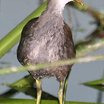 Common Moorhen